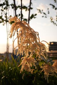 DSC07370.JPG