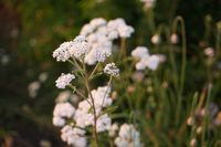 DSC07408.JPG