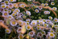 DSC07405.JPG